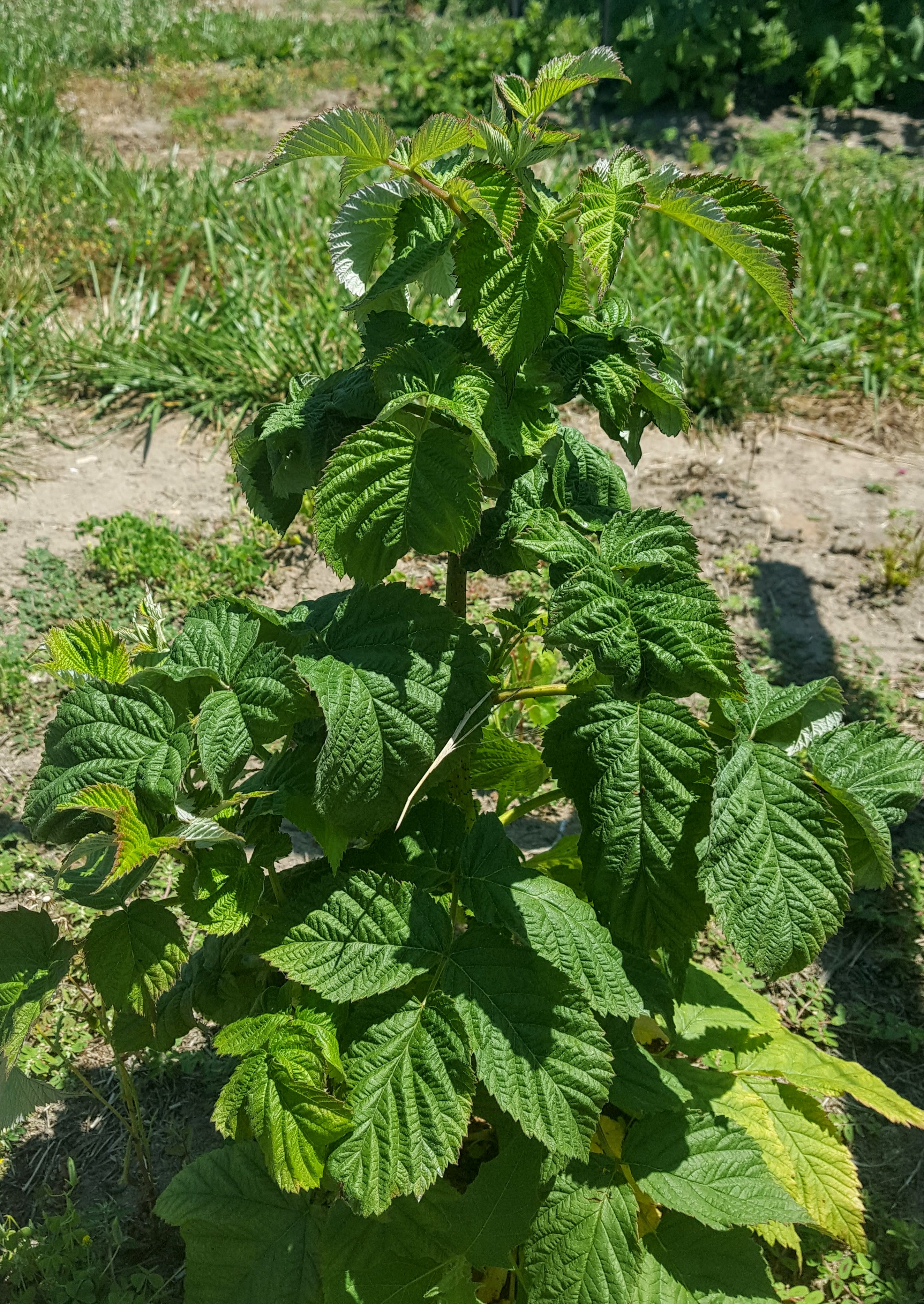 Potato leafhopper raspberry leaf crinkle